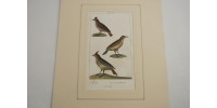 Gravure d’oiseaux ancienne colorée à la main Tav. 60